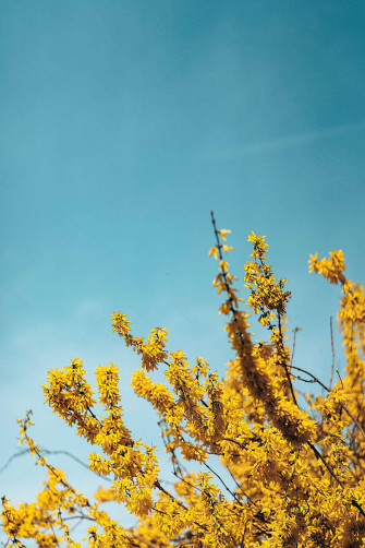 Yellow Plants And Sky Blue Aesthetic iPad Wallpaper