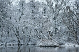 Snow Trees