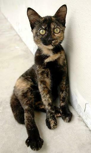 Tortoiseshell Cats Wallpaper For Android By Evgenij