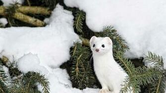 Ermine HD Wallpaper 7wallpaper Net