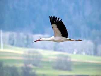 Stork Wallpaper Bird Photos Pictures