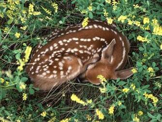 Sleeping Whitetail Fawn Deer Wallpaper