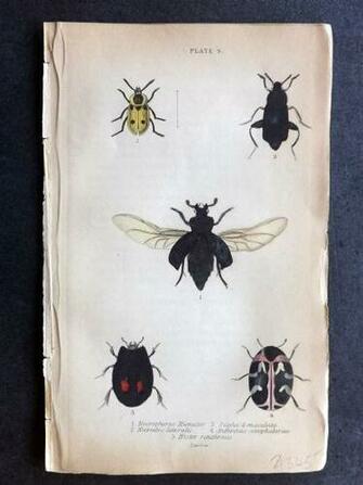 Jardine Hand Col Beetle Print Necrophorus Necrodes Silpha