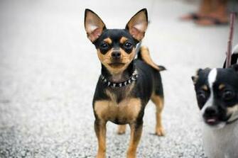 Black And Tan Chihuahua My Doggy Rocks