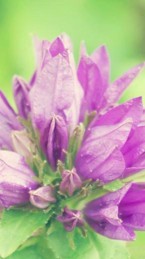 Flower iPhone Plus Wallpaper HD