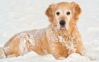 Golden Retriever Wallpaper
