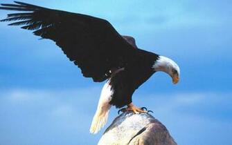 Similar Desktop Image Of American Eagle And Flag Wallpaper