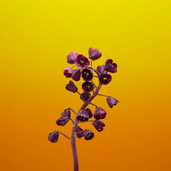 iPhone Plus And Stock Wallpaper