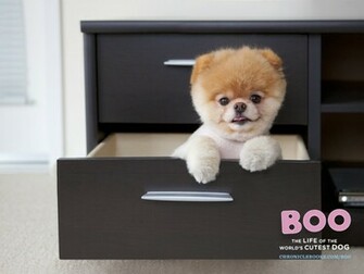 Boo The Worlds Cutest Dog Wallpaper Peekaboo Kawaii