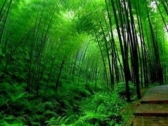 Bamboo House Design Wallpaper