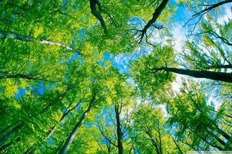 Forest Sky 4k HD Desktop Wallpaper For Ultra Tv