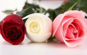 Roses Wallpaper HD Background