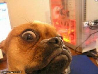 Funny And Crazy Dogs Cool Wallpaper