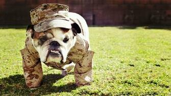 Wallpaper English Bulldog Army Costume HD Upload At March