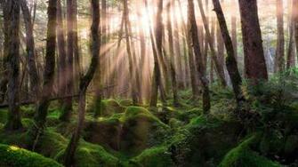 Pine Forest Sunrise Mac Wallpaper