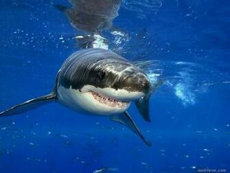 Great White Shark HD Wallpaper