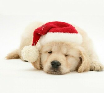 Cute Christmas Dog Wallpaper Pictures Pics Photos Image