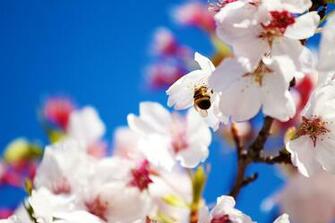 Wallpaper Nature Photos Spring