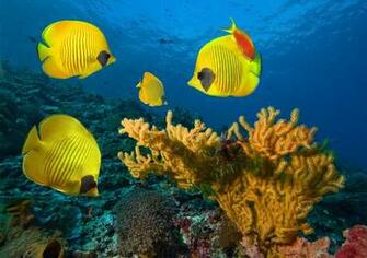 Underwater Background With Yellow Fishes Gallery Yopriceville