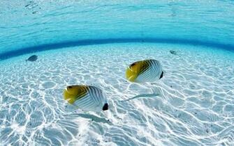 Gold Fish Beach HD Desktop Wallpaper 3d