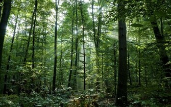Dense Woods Scenic Wallpaper Desktop Background Scenery