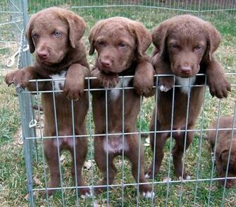 Barron S Books Chesapeake Bay Retrievers A Complete Pet Owner Manual