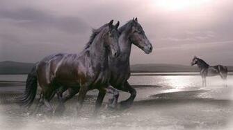 Animals Horses Wallpaper