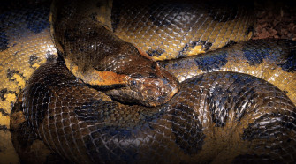 Coiled Anaconda Closeup Wallpaper