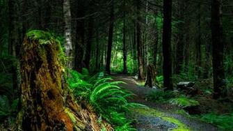Wallpaper Forest Path Trees Vancouver Island