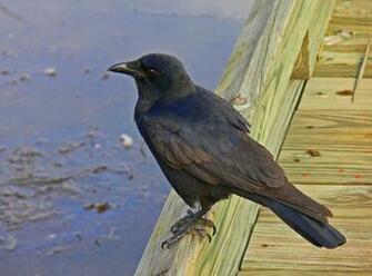 Crow Bird Image Thecelebritypix