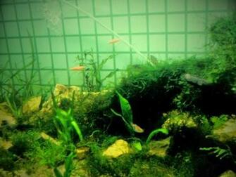 Aquascape Wallpaper For Android Apk
