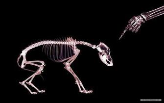 Art Wallpaper X Ray Index