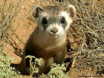 Ferret Wallpaper HD