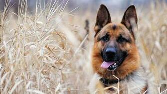 Animal HD Wallpaper Hebus Org High Definition