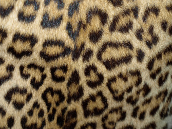 Leopard Print Wallpaper