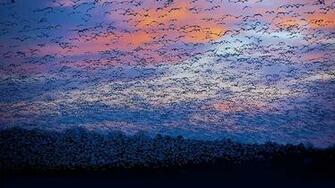 Snow Goose Migration At The Saint Fran Ois River Quebec Canada