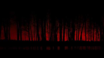 Dark Forest Wallpaper HD For Desktop Background
