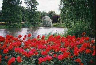 Queen Mary S Rose Garden Wallpaper