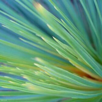iPad Wallpaper Retina Android Tablet