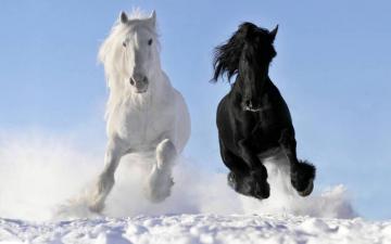 White Horse Vs Black Wallpaper