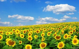 Wallpaper Sunflower Flowers