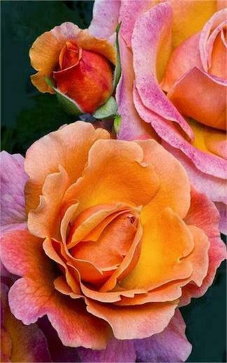 Rose Wallpaper Screenshot