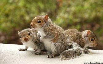 Squirrel Wallpaper Charming Squirrels HD