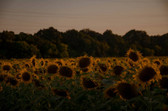 Sunflower Aesthetic Wallpaper