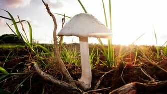 Infected Mushroom HD Wallpaper
