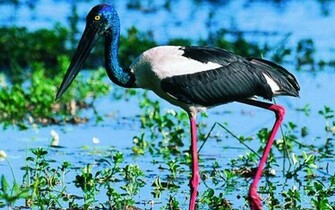 Negro Stork Wallpaper Pictures For Desktop
