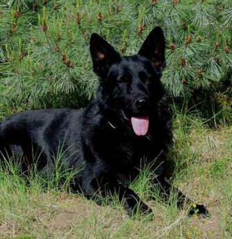 Black German Shepherd Lab Mix HD Wallpaper Background Image