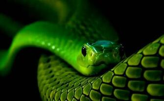 Snake Eye Wallpaper