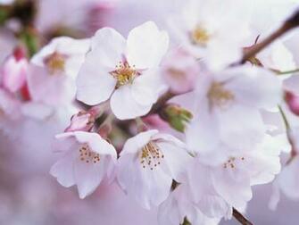 Japanese Sakura Cherry Blossom Wallpaper