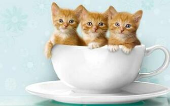 Berikut Ini Gambar Lucu Kucing Imut Yang Barangkali Bisa